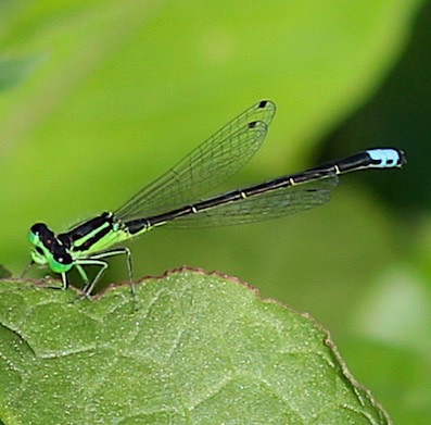 Eastern Forktail
Ischnura verticals Eastern Forktail
Ischnura verticals
