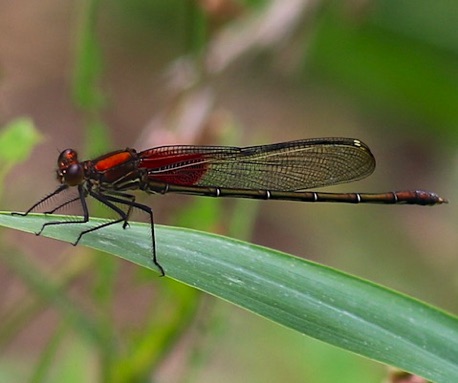 American Rubyspot (male)
Hetaerina americana American Rubyspot (male)
Hetaerina americana