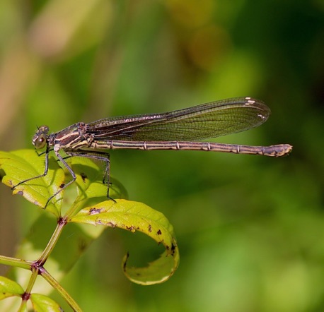 American Rubyspot (female)
Hetaerina americana American Rubyspot (female)
Hetaerina americana