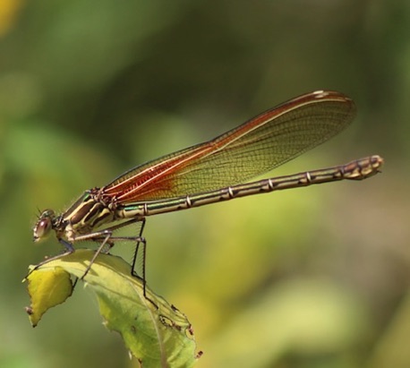 American Rubyspot (female)
Hetaerina americana American Rubyspot (female)
Hetaerina americana