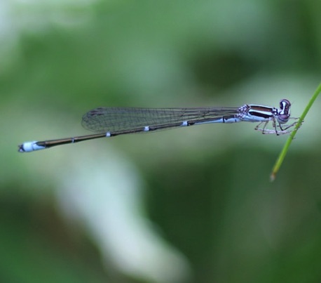 Stream Bluet
Enallagma exsulans Stream Bluet
Enallagma exsulans