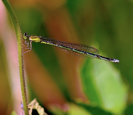 Stream Bluet
Enallagma exsulans Stream Bluet
Enallagma exsulans