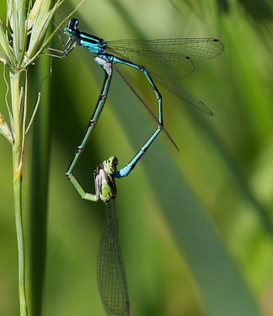 Stream Bluet
Enallagma exsulans Stream Bluet
Enallagma exsulans