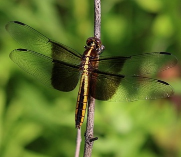 Widow Skimmer
Libellula luictusa Widow Skimmer
Libellula luictusa