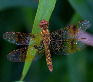 Eastern Amberwing (female)
Perithemis tenera Eastern Amberwing (female)
Perithemis tenera