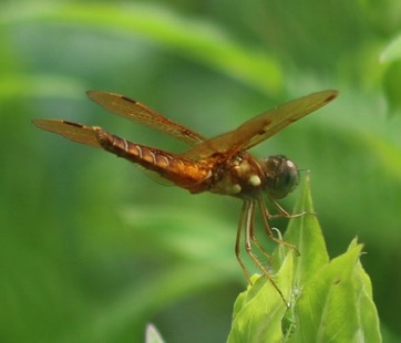 Eastern Amberwing (male)
Perithemis tenera Eastern Amberwing (male)
Perithemis tenera