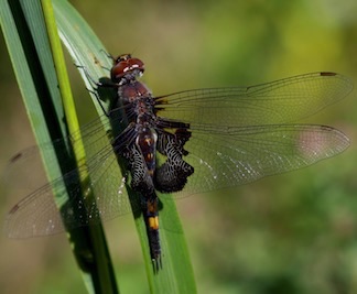 Black Saddlebags
Tramea lacerata Black Saddlebags
Tramea lacerata