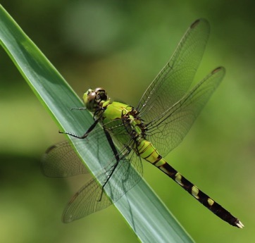 Green Clearwing
Erythemis simplicicollis Green Clearwing
Erythemis simplicicollis