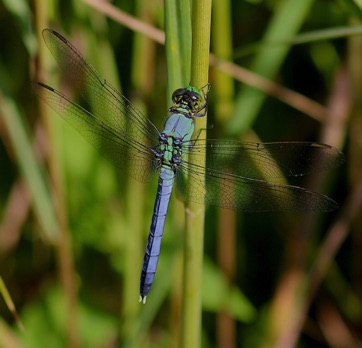 Eastern Pondhawk
Erythemis simplicicollis Eastern Pondhawk
Erythemis simplicicollis