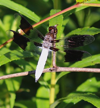 Common Whitetail Skimmer (male)
Plathemis lydia Common Whitetail Skimmer (male)
Plathemis lydia