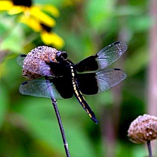 Widow Skimmer
Libelluila luctuosa Widow Skimmer
Libelluila luctuosa