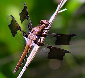 Common Whitetail Skimmers
Plathemis lydia Common Whitetail Skimmers
Plathemis lydia