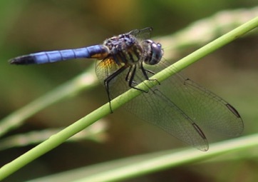 Blue Dasher
Pachydiplax longipennis Blue Dasher
Pachydiplax longipennis