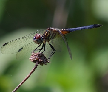 Blue Dasher
Pachydiplax longipennis Blue Dasher
Pachydiplax longipennis