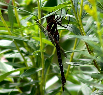 Shadow Darner
Aeshna umbrosa Shadow Darner
Aeshna umbrosa