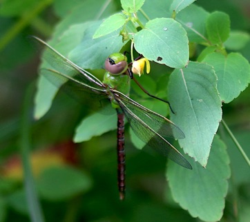 Common Green Darner
Anax junius Common Green Darner
Anax junius