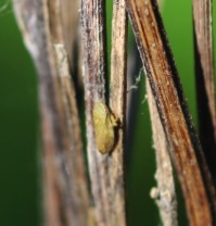 Spittle Bugs* Spittle Bugs*