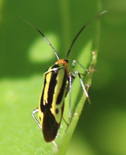 Four-lined Plant Bug*
Poecilocapsus lineatus Four-lined Plant Bug*
Poecilocapsus lineatus