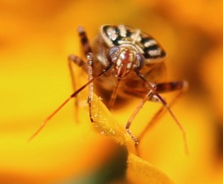 Tarnished Plant Bug*
Lygus lineolaris Tarnished Plant Bug*
Lygus lineolaris