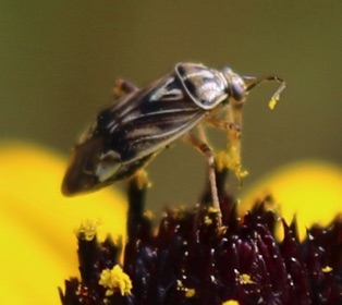 Tarnished Plant Bug*
Lygus lineolaris Tarnished Plant Bug*
Lygus lineolaris