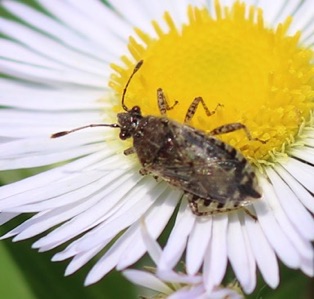 Hyaline Grass Bug*
Liorhyssus hyalinus Hyaline Grass Bug*
Liorhyssus hyalinus