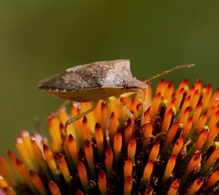 Brown Stink Bug*
Euschistus servus Brown Stink Bug*
Euschistus servus