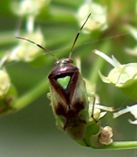 Carrot Plant Bug*
Orthops scutellatus Carrot Plant Bug*
Orthops scutellatus