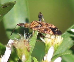 Clouded Plant Bug*
Neurocolpus nubilus Clouded Plant Bug*
Neurocolpus nubilus