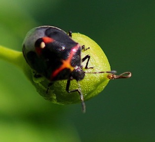Twice-stabbed Stink Bug*
Cosmopepla lintneriana Twice-stabbed Stink Bug*
Cosmopepla lintneriana
