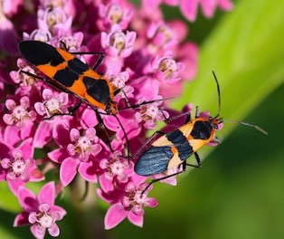 Large Milkweed Bug*
Oncopeltus fasciatus Large Milkweed Bug*
Oncopeltus fasciatus