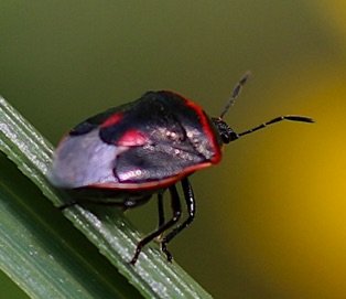 Twice-stabbed Stink Bug*
Cosmopepla lintneriana Twice-stabbed Stink Bug*
Cosmopepla lintneriana