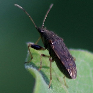 Dirt-colored Seed Bug*
Froeschneria piligera Dirt-colored Seed Bug*
Froeschneria piligera