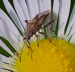 Plant Bug Plant Bug