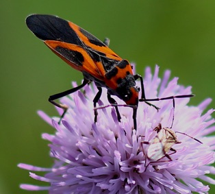 False Milkweed Bug*
Lygaeus turcicus False Milkweed Bug*
Lygaeus turcicus