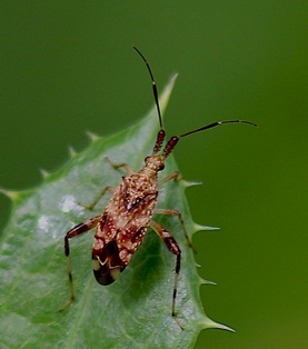 Clouded Plant Bug*
Neurocolpus nubilus Clouded Plant Bug*
Neurocolpus nubilus