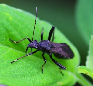 Broad-headed Bug*
Alydus eurinus Broad-headed Bug*
Alydus eurinus