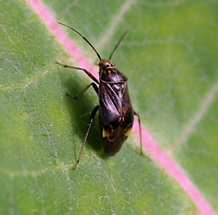 Lygus Plant Bug Lygus Plant Bug