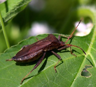 Helmeted Squash Bug*
Euthochtha galeator Helmeted Squash Bug*
Euthochtha galeator