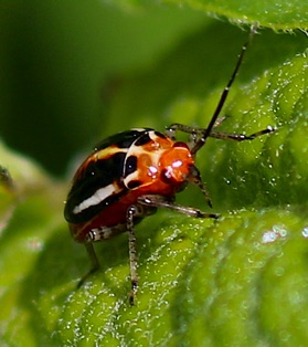 Four-lined Plant Bug*
Poecilocapsus lineatus Four-lined Plant Bug*
Poecilocapsus lineatus