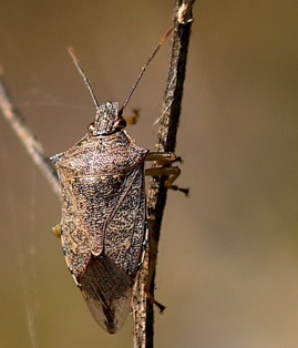 Brown Stink Bug*
Euschistus servus Brown Stink Bug*
Euschistus servus