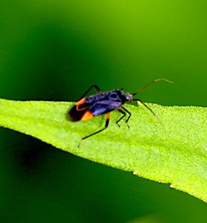 Plant Bug*
Ploymerus spp. Plant Bug*
Ploymerus spp.