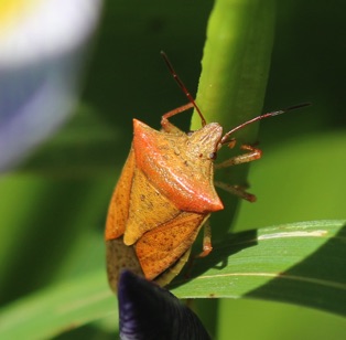 Stink Bug*
Euschistus ictericus Stink Bug*
Euschistus ictericus