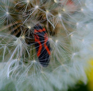 Small Milkweed Bug*
Lygaeus kalmii Small Milkweed Bug*
Lygaeus kalmii