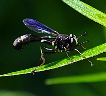 Thick-headed Fly Thick-headed Fly