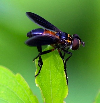 Feather-legged Fly
Trichopoda spp. Feather-legged Fly
Trichopoda spp.