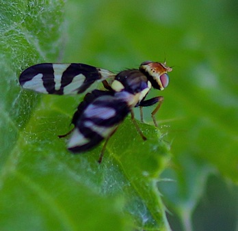 Fruit Fly
Urophora cardi Fruit Fly
Urophora cardi
