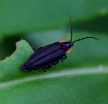Winter Firefly
Ellychnia corrusca Winter Firefly
Ellychnia corrusca
