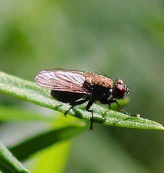Scalthophagid Fly Scalthophagid Fly