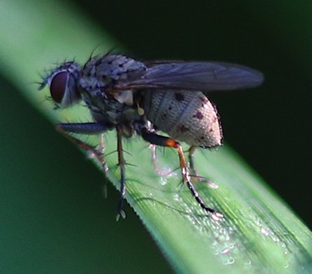 Tiger Fly
Coenosioa tigrina Tiger Fly
Coenosioa tigrina