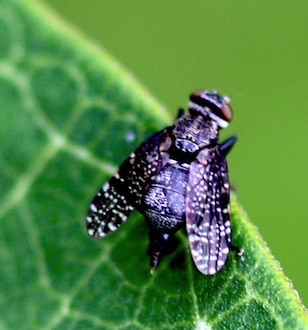 Signal Fly
Platystoma seminationis Signal Fly
Platystoma seminationis